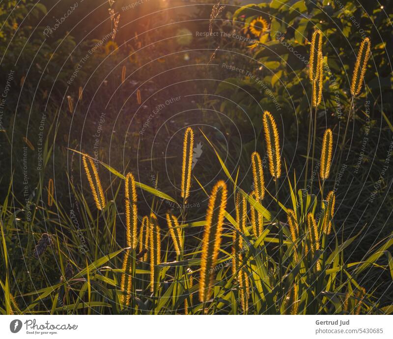 Abendstimmung am Feld Landschaft Natur Sonnenblume Sonnenuntergang Sommer Blume gelb Pflanze Außenaufnahme Farbfoto Sonnenblumenfeld Umwelt natürlich Wachstum