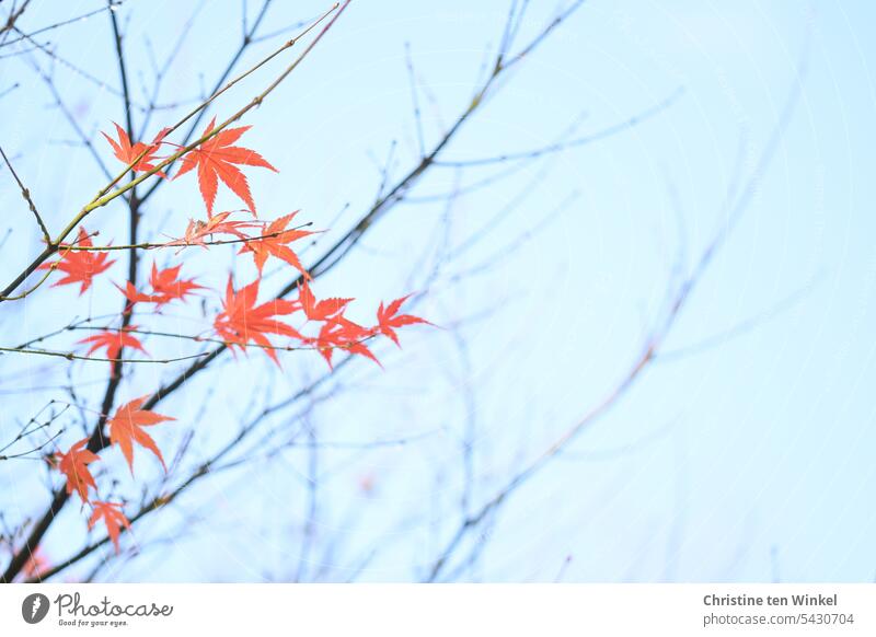Die letzten Blätter am Baum Herbstfärbung acer palmatum japanischer Fächerahorn Ahorn natürliche Farbe Herbstgefühl vergänglich orange Farbe warme Farben