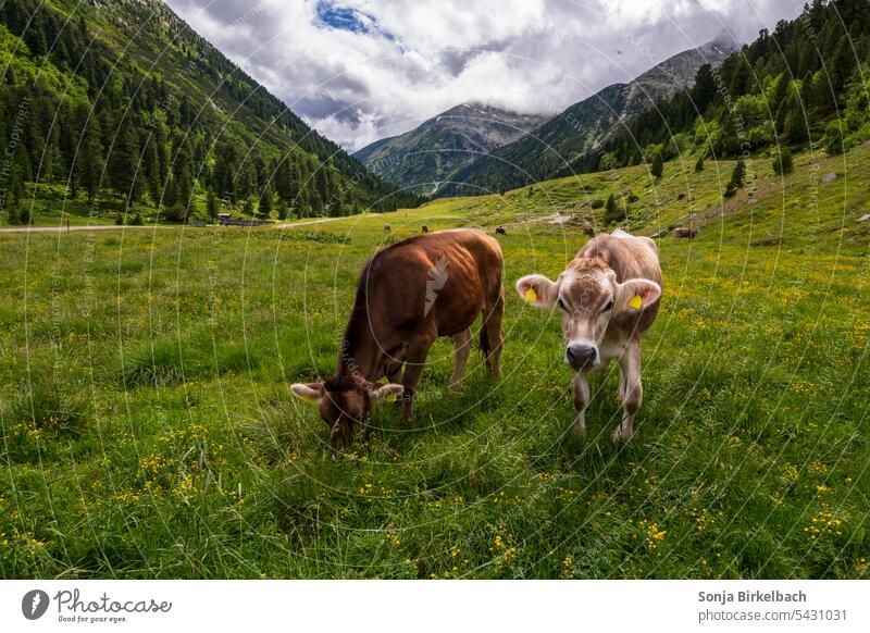 Auf der Alm...da gibts a Rind :D ...oder zwei, oder.... Rinder Tirol Österreich Schlegeisspeicher Berge Bundesland Tirol Alpen Natur Landschaft wandern
