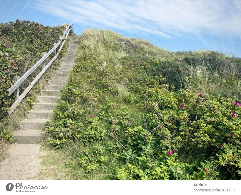 Eine Treppe führt hinauf auf die Düne mit Dünengras und Wildrosen Nordseeküste Ferien & Urlaub & Reisen Landschaft Wege & Pfade Küste Natur Meer Erholung Himmel