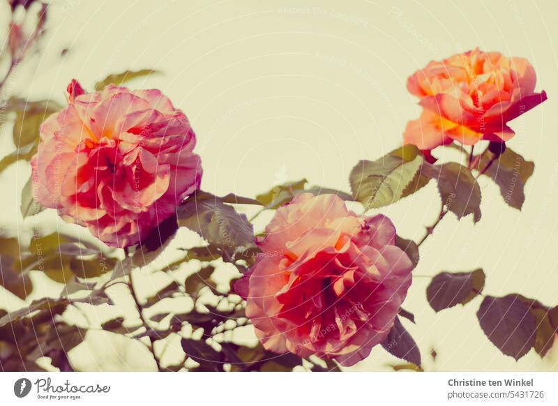 romantische Rosenblüten Blüte Pflanze gefüllte Blüten Blume Natur Sommer Garten Duft ästhetisch Romantik blühend Schwache Tiefenschärfe natürlich schön