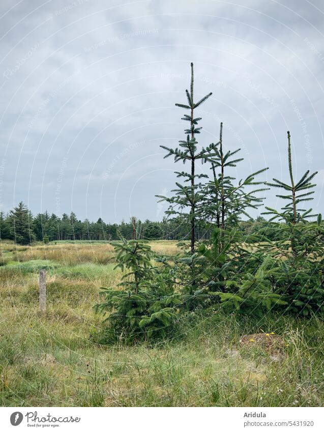 Gruppe kleiner Tannen auf einer wilden Wiese am Waldrand Wachsen Jungtannen Naturschutzgebiet Landschaft Nadelbaum