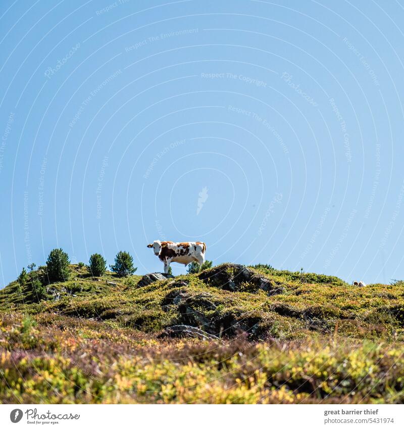 Kuh in den Alpen Kuh, Natur ländlich Berge u. Gebirge Österreich Sommer Idylle Nutztier Außenaufnahme Tier Landschaft Tierporträt Alpenwiese