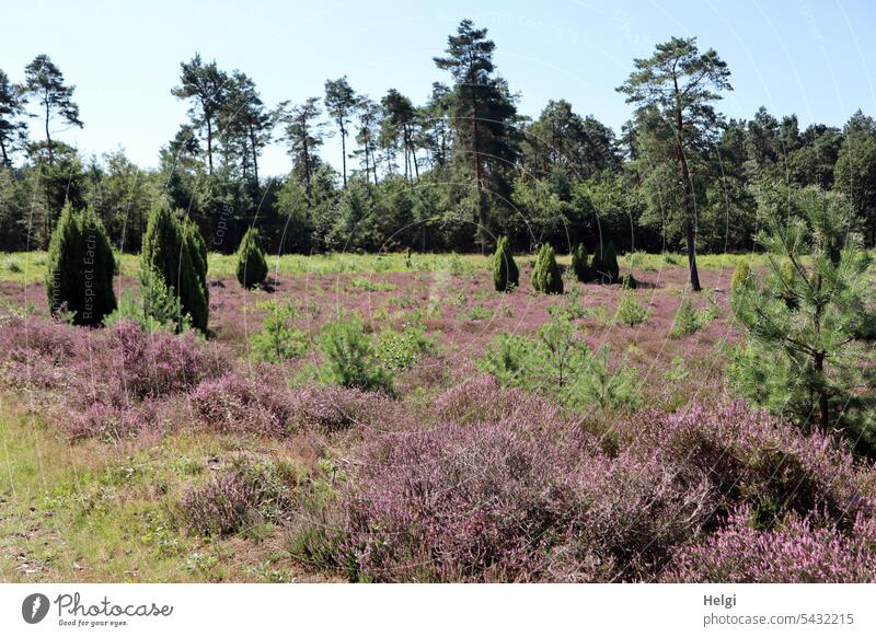 3400 | Heideblüte im Wacholderhain Merzen Heidekraut Erika Calluna Calluna vulgaris Kiefer Baum Strauch Natur Blütezeit Sommer blühen natürlich Heidestrauch