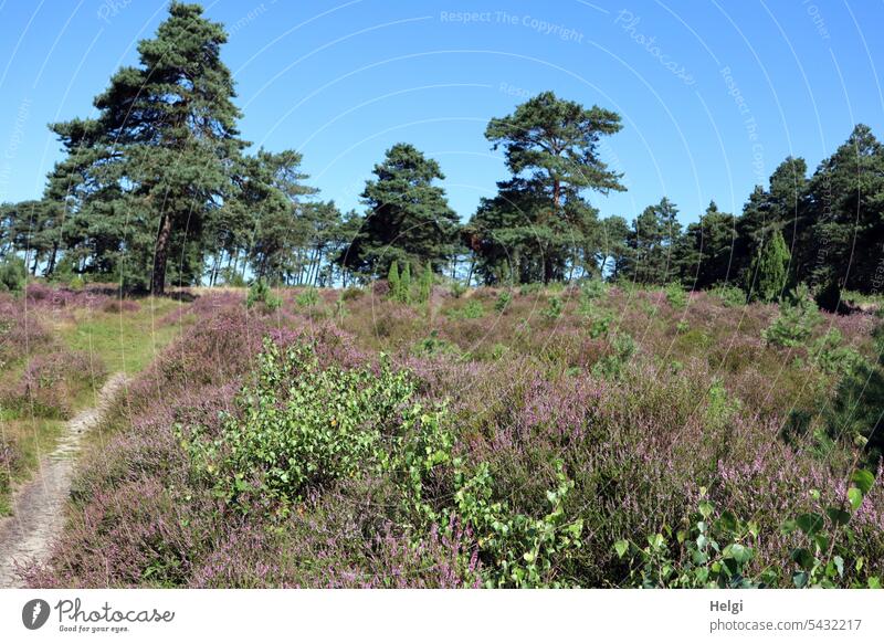 Heideblüte im Wacholderhain Merzen II Heidekraut Erika Calluna Calluna vulgaris Kiefer Baum Strauch Natur Blütezeit Sommer blühen natürlich Heidestrauch