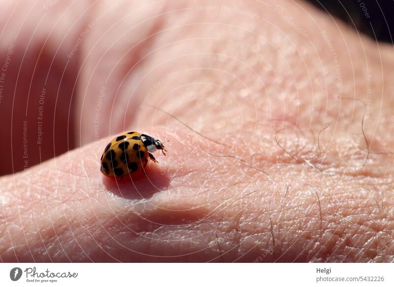 Marienkäfer sitzt auf einer Hand Insekt Käfer krabbeln Sommer Nahaufnahme Makroaufnahme Glück Tier Farbfoto Außenaufnahme Schwache Tiefenschärfe Glücksbringer