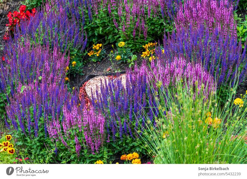 Farbenrausch in einem Garten - Salbeiblüten in pink und lila Gartenbau Beet Blumenbeet Blüten Lavendel Natur violett Pflanze Sommer grün natürlich blühen Duft