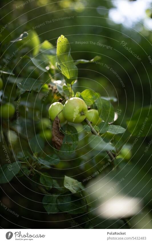 #A0# Grüne Äpfel am Baum Apfel Apfel der Erkenntnis Apfelernte Apfelbaum reif Gesunde Ernährung Vegetarische Ernährung Vitamin saftig Bioprodukte grün