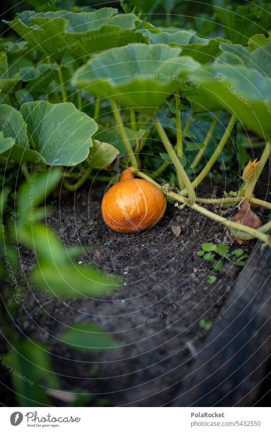 #A0# Eigener Garten-Anbau Hokkaido hokkaido Hokkaidokürbis Hokkaido-Kürbis Hokkaido Kürbis Hokkaidosuppe Ernte Gartenernte reif Lebensmittel Gemüse orange