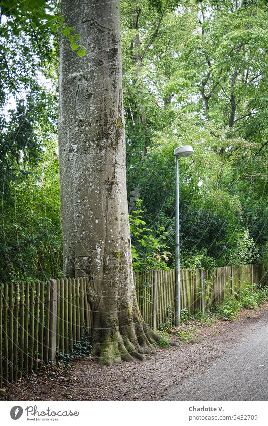 Launen der Natur | Baum-Zaun-Liaison Lattenzaun Holzzaun Außenaufnahme Menschenleer Tag Grenze alt Pflanze Farbfoto Gartenzaun Sommer Straßenlaterne