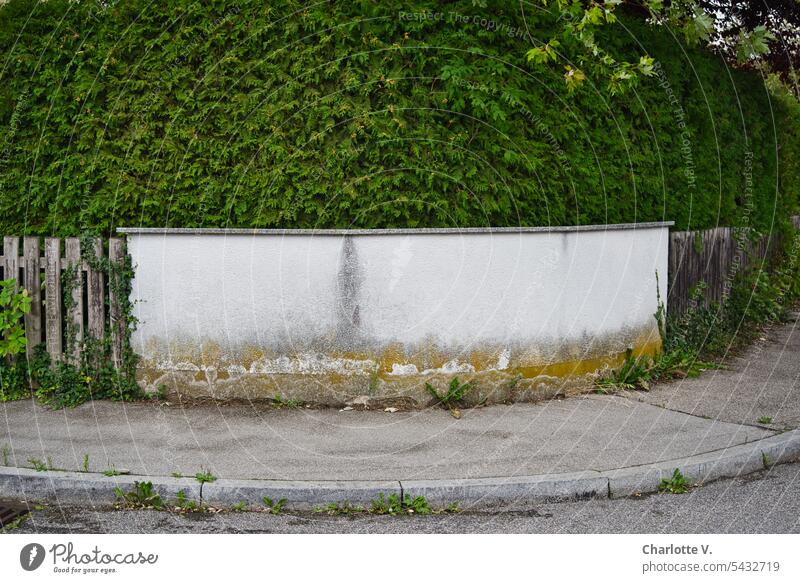 Thujaheckenland | Thuja hinter der Mauer Hecke pflanze thuja Sichtschutz Nachbarschaft Abgrenzung Grenze Natur Gartengestaltung menschenleer Abschottung