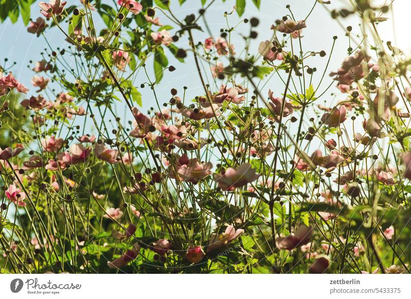 Anemone hupehensis anemone ast baum blühen blüte erholung ferien garten hecke herbstanemone himmel kleingarten kleingartenkolonie menschenleer nachbarschaft