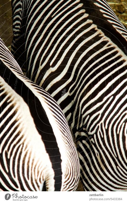 Zebras exotik exotisch exotische tiere wild wildtier zoo zoobesuch zebra afrika steppe savanne vogelperspektive rücken wirbelsäule streifen gestreift muster