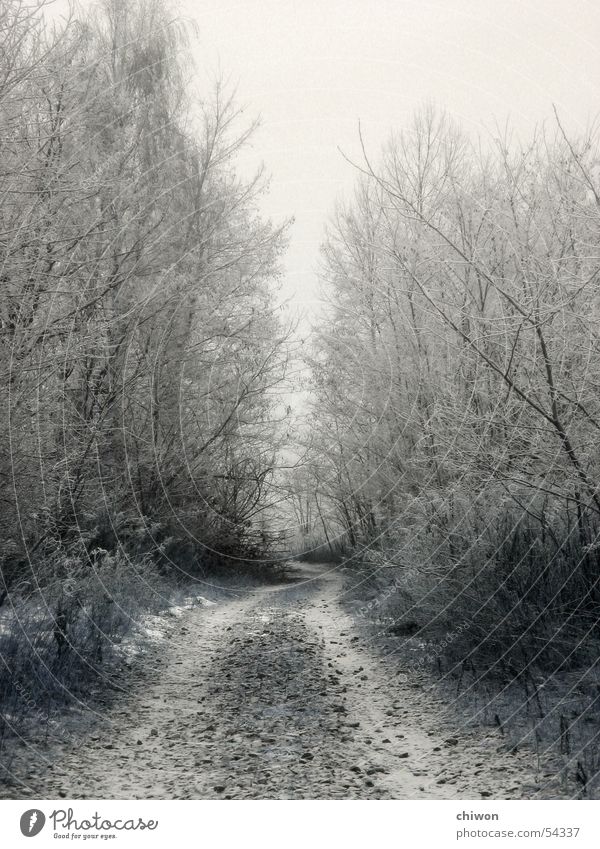 allee Winter Gasse Baum Wald Nebel weiß Allee dunkel kalt unbequem Schnee Wege & Pfade Traurigkeit