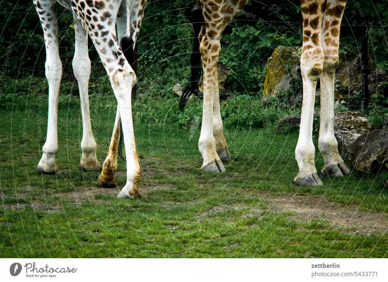 Giraffenbeine exotik exotisch exotische tiere wild wildtier zoo zoobesuch giraffe gliedmaßen stehen gehen laufen paarhufer passgang savanne gras rasen wiese