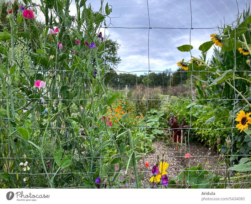 Blick durch den Zaun in einen blühenden Kleingarten Garten Blumen Sonnenblumen Wicke Gemüse Mais Sommer Ernte Beet Gemüsebeet Gartenarbeit Gemüsegarten