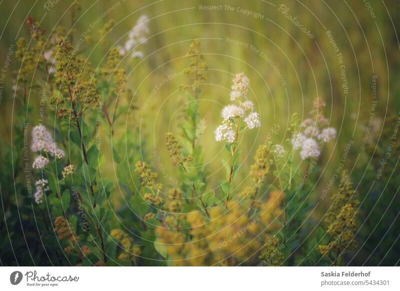 Wiese mit Wildblumen Blumen Herbst Sommer romantisch Feld Wildpflanze Blumenwiese Natur Blüte Umwelt gelb orange Landschaft natürlich Pflanze