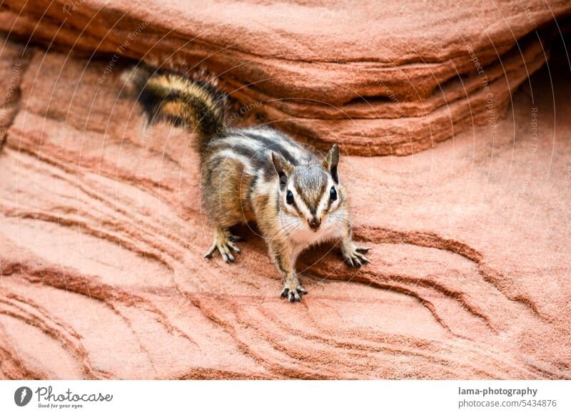 Chipmunk USA Urlaub Streifenhörnchen Eichhörnchen Wildtier Tier Nagetiere Nationalpark Zion National Park Blickkontakt