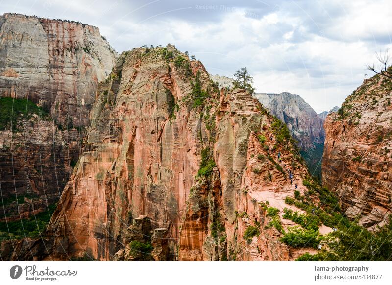 Angel's Landing USA Urlaub Zion National Park Angels Landing Nationalpark Felsen Abenteuer Klettern Sehenswürdigkeit Wahrzeichen Utah Tourismus Bergsteigen