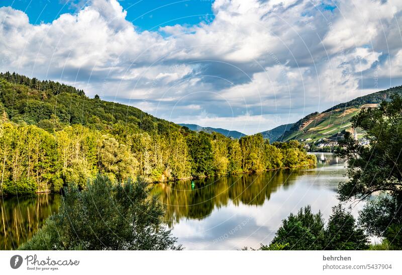 moselgeschichten Weinstock Schönes Wetter Sommer Weinrebe Weintrauben Jahreszeiten Sonnenlicht Spiegelung Wasser Hunsrück Rheinland-Pfalz Flussufer