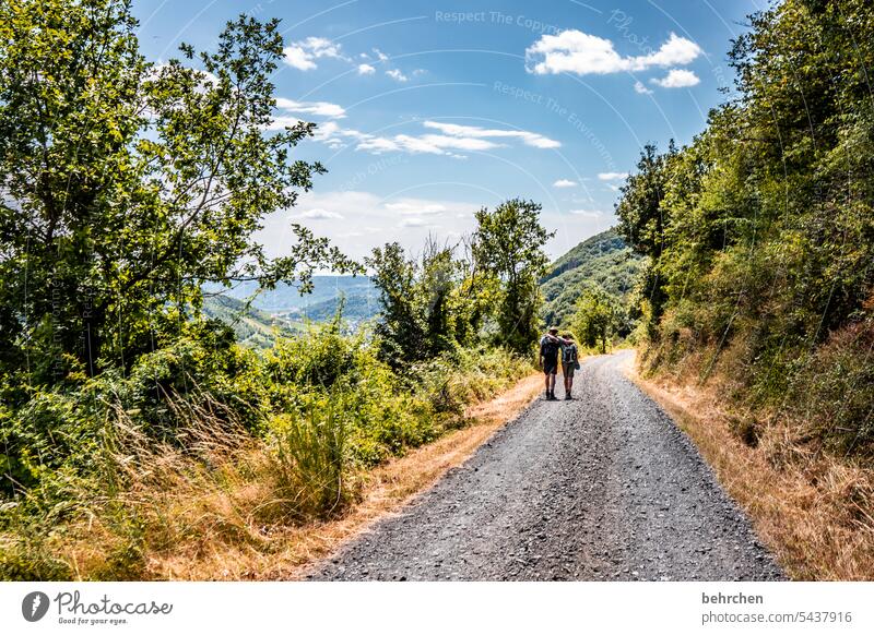 moselgeschichten Gräser Gras Wald Ferien & Urlaub & Reisen Natur Sommer Wolken Himmel Landschaft Berge u. Gebirge Abenteuer Mosel Wege & Pfade Moseltal Hunsrück