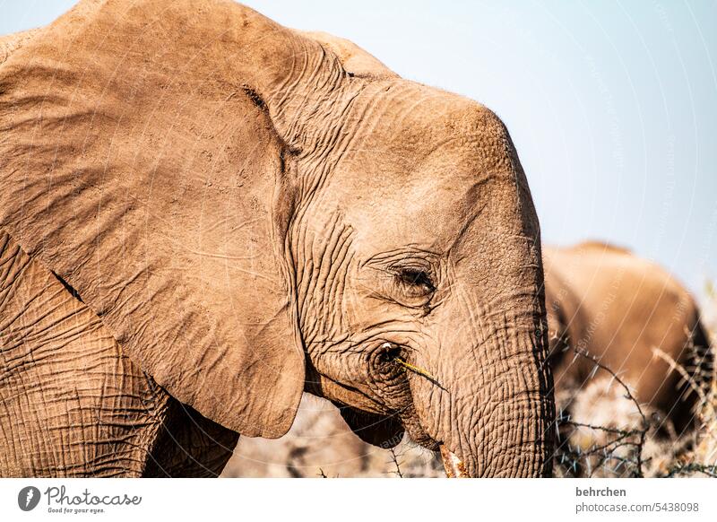schönheit Elefant Gefahr riskant gefährlich etosha national park Etosha Wildnis wild frei fantastisch Etoscha-Pfanne außergewöhnlich Tier Namibia Safari Afrika