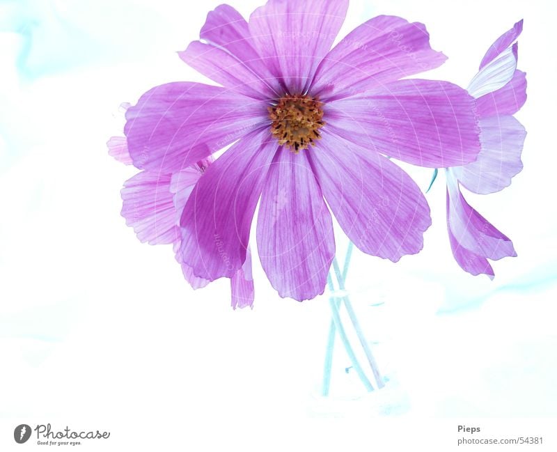 Violette Cosmea in einer Vase Farbfoto Innenaufnahme Hintergrund neutral Sommer Blume Blüte Dekoration & Verzierung Blühend violett Schmuckkörbchen Blumenstrauß