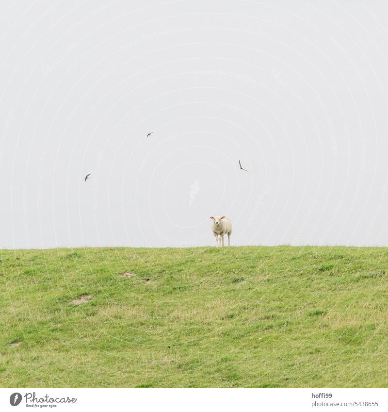 das Deichschaf auf dem grünen Deich, umringt von Schwalben, schaut entspannt in die Kamera Schaf Deichkrone Norddeutschland Sommer Fell Wolle Wiese Blick