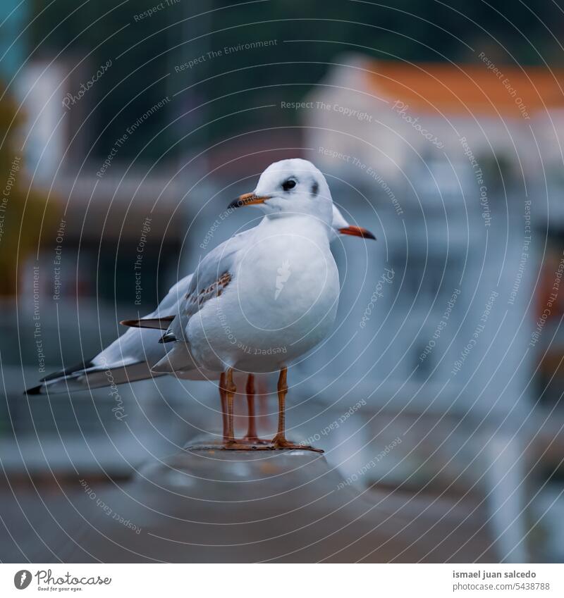 weiße Möwe in der Stadt Vogel Tier Tiermotive Federn Schnabel Flügel Sitzgelegenheit Seehafen im Freien Natur wild Tier in freier Wildbahn Tierwelt Tapete