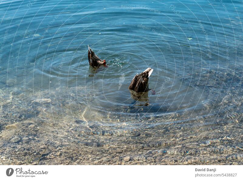 Der Nationalpark Plitvicer Seen ist einer der ältesten und größten Nationalparks in Kroatien. Dieses Foto wurde im Juli 2023 aufgenommen. Tier Tiere Hintergrund