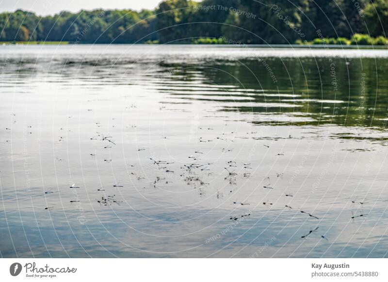 Liebesrad der Libellen am Weiher Lebensräume Köln Libellen Tanzen See Landschaft Wasseroberfläche Idylle Natur Spiegelung Umwelt Außenaufnahme