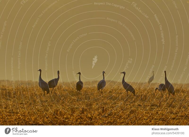 Es wird Herbst. Kraniche auf einem abgeernteten Acker bei der Nahrungssuche. Morgennebel leuchtet im Sonnenlicht. Altvogel Jungvogel Stoppelfeld Gegenlicht