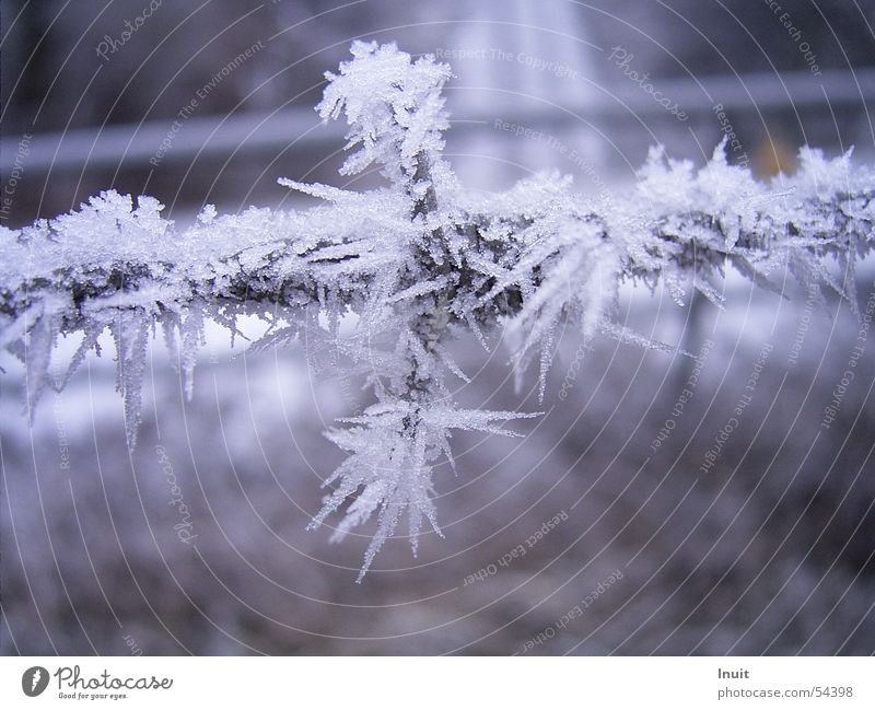 Stachel-Draht Stacheldraht kalt Winter Frost Eis Kristallstrukturen Schnee