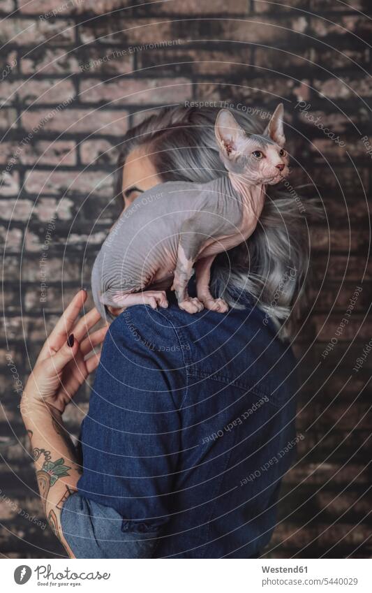 Junge Frau trägt Sphynx-Katze auf der Schulter Katzen Sphynx-Katzen auf den Schultern tierlieb Tierliebe Haustier Haustiere Tierwelt Tiere Rassekatze