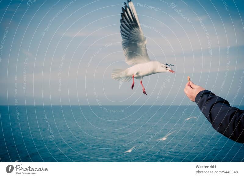 Deutschland, Mecklenburg-Vorpommern, Rügen, Mann bei der Möwenfütterung Moewe Laridae Moewen in der Luft Horizont über Wasser Tierthemen Tiermotive