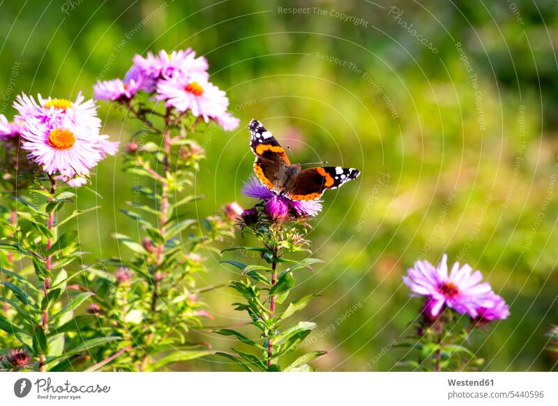 Pfauenfalter auf der Blüte einer rosa Aster sitzend Herbst Garten Gärten Gaerten Textfreiraum Zerbrechlichkeit zerbrechlich Täuschung Camouflage Taeuschung