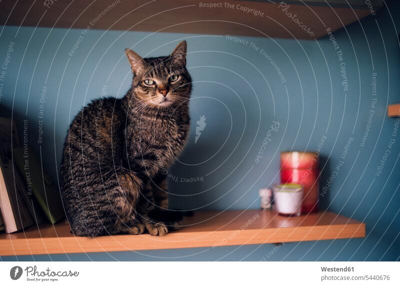 Porträt einer Tabby-Katze auf einem Regal sitzend Ablage Regale Textfreiraum Tiermotive Tierthemen schläfrig Zuhause zu Hause daheim Hauskatze