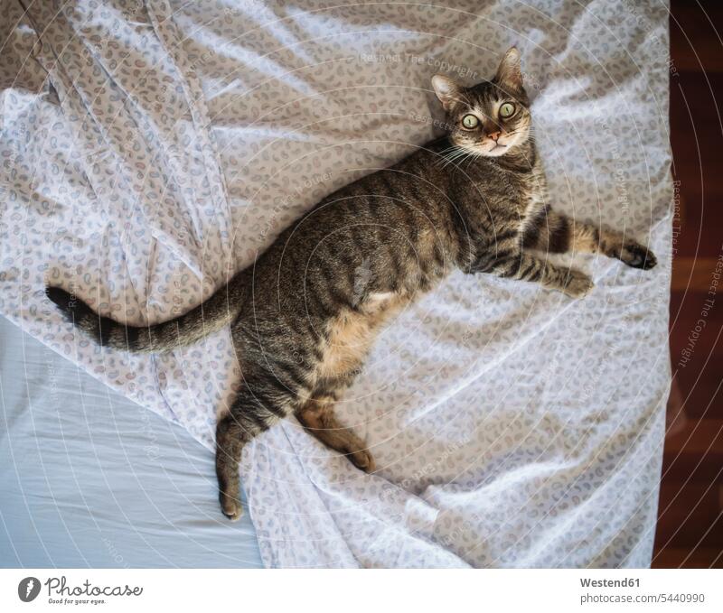Tabby-Katze auf dem Bett liegend, Draufsicht Haustier Haustiere Decke Decken Faulheit faul Schlafzimmer Blickkontakt Augenkontakt Tiermotive Tierthemen Zuhause