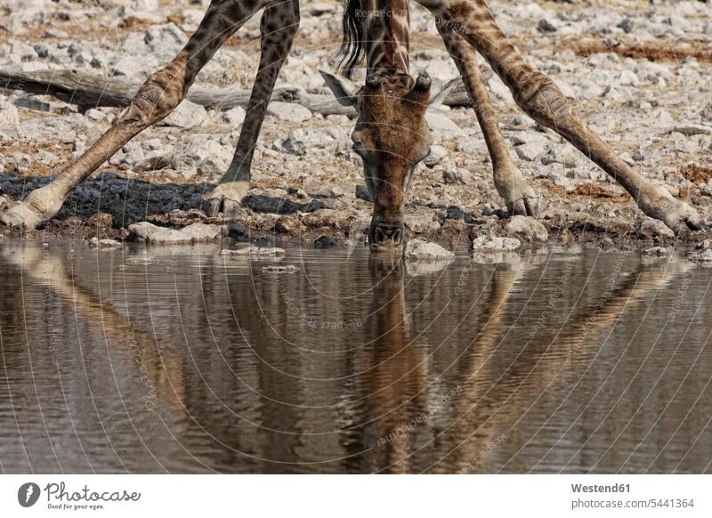 Namibia, Etoscha-Nationalpark, Giraffe trinkt an einer Wasserstelle Giraffen Giraffa camelopardalis Wildtier Wildtiere ein Tier 1 Einzelnes Tier eins einzeln