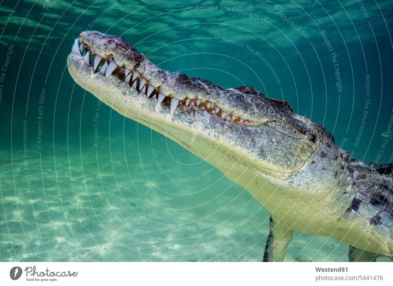 Mexiko, Amerikanisches Krokodil unter Wasser Banco Chinchorro Natur Tiermotive Tierthemen Leben am und im Wasser Wildleben wildlife Faszination