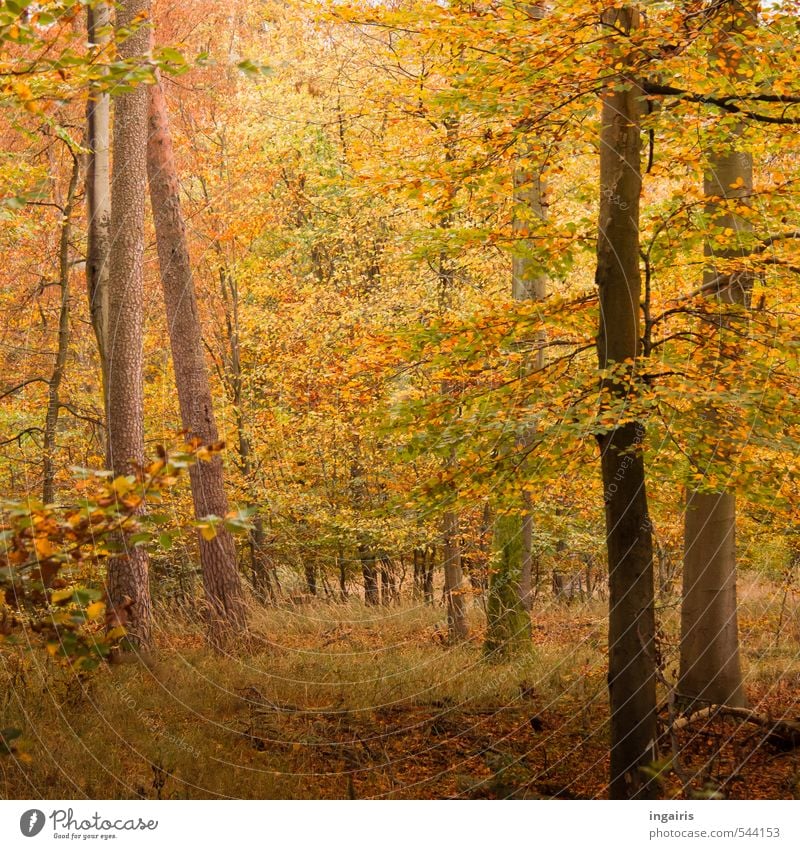 Es herbstelt Ausflug Natur Landschaft Pflanze Erde Herbst Baum Gras Sträucher Blatt Mischwald Waldboden leuchten dehydrieren nachhaltig natürlich braun gelb