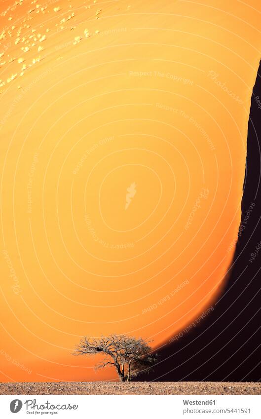 Namibia, Namib-Naukluft Park, Baum vor riesiger Wüstendüne ländliches Motiv nicht städtisch Namib Naukluft Licht Bäume Baeume Salzwüste Salzpfanne Salzwueste