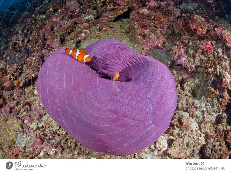 Indonesien, Bali, Nusa Lembonga, Nusa Penida, Falsche Percula-Clownfische, Amphiprion ocellaris und prächtige Seeanemone, Bali Island Koralle Korallen