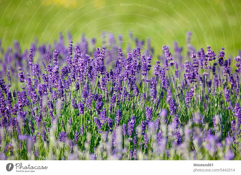 Deutschland, Blühende Lavendelpflanze Heilpflanze Heilpflanzen Arzneipflanze Arzneipflanzen Duft duftend Duefte Düfte Anbau anbauen blühen blühend Wachsen