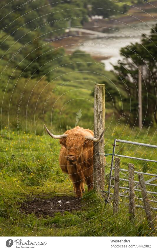 UK, Schottland, Isle of Skye, Langhornrind auf der Weide Rind Rinder Bovinae Langhornrinder Natur Tiermotive Tierthemen ländliches Motiv nicht städtisch