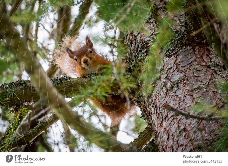 Schottland, rotes Eichhörnchen, Sciurus vulgaris Froschperspektive ein Tier 1 Einzelnes Tier eins einzeln Außenaufnahme draußen im Freien Wildleben wildlife