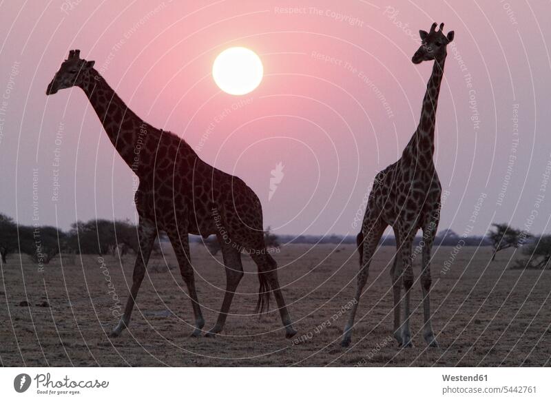 Namibia, Etoscha-Nationalpark, zwei Giraffen bei Sonnenuntergang romantischer Himmel Republik Namibia Natur Sonnenuntergänge Wildtier Wildtiere Außenaufnahme
