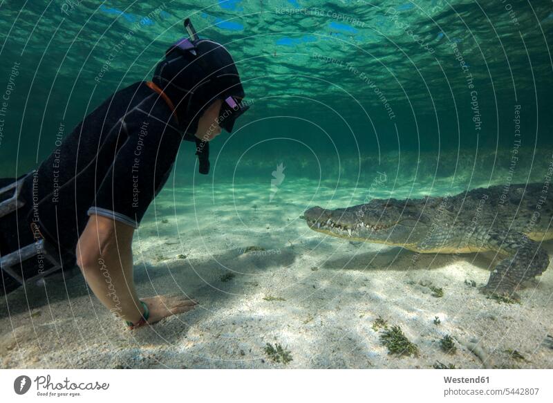 Mexiko, Taucher beobachtet amerikanisches Krokodil Frau mittleren Alters Frauen mittleren Alters Unterwasser unter Wasser Unterwasseraufnahme Unterwasserfoto