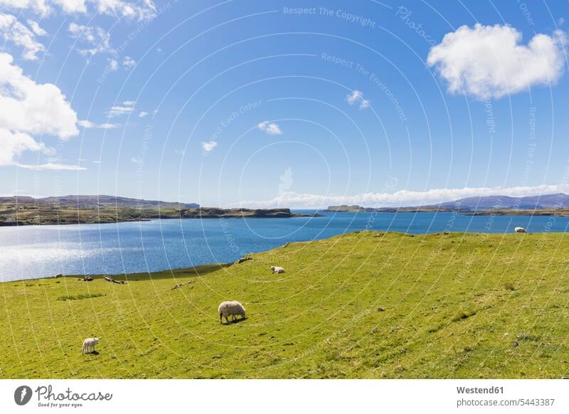 UK, Schottland, Innere Hebriden, Isle of Skye, Loch Harport, Schafe auf der Weide Frieden friedlich Atlantikküste Atlantikkueste Außenaufnahme draußen im Freien
