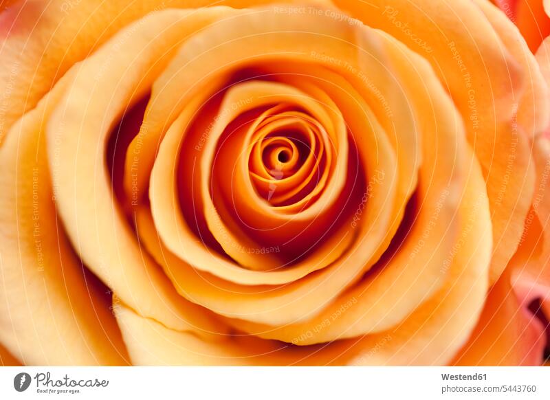 Orange Rose, Nahaufnahme einzelne Blume Draufsicht Vogelperspektive von oben Aufsicht Ausschnitt Teil Teilansicht Teilabschnitt Anschnitt Teil von Detail